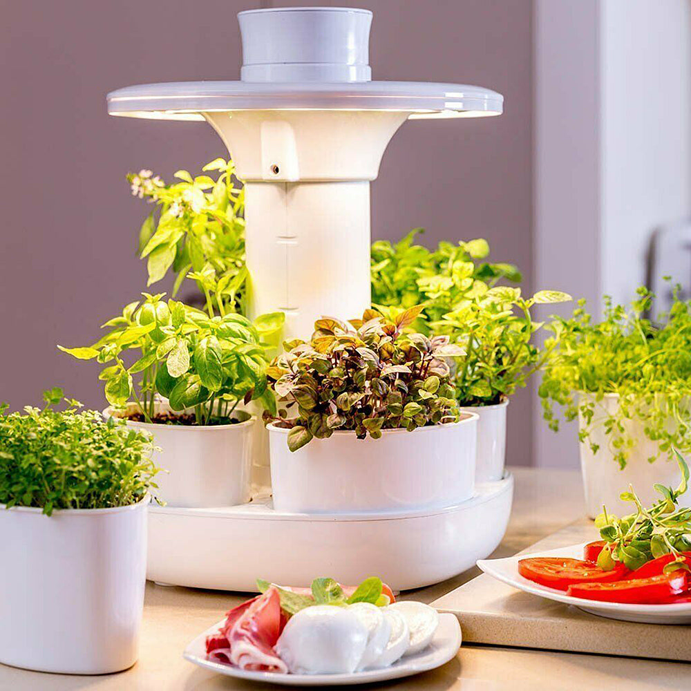 Home Gardening Kit - Herbs, Microgreens, Cherry Tomatoes etc